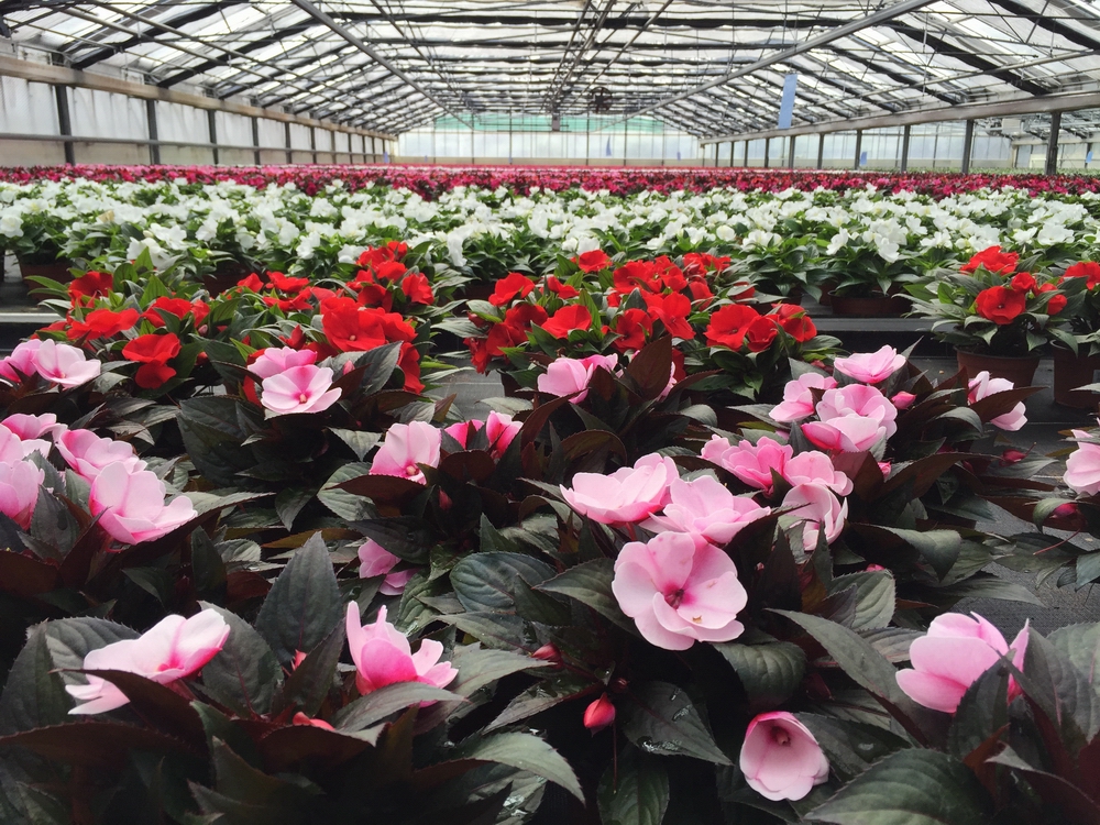 Impatiens1