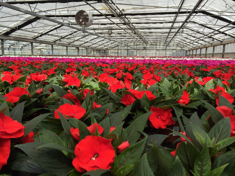 Impatiens2