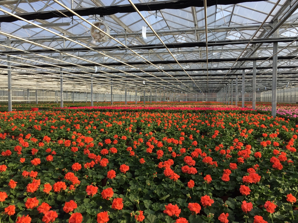 Pelargonien1
