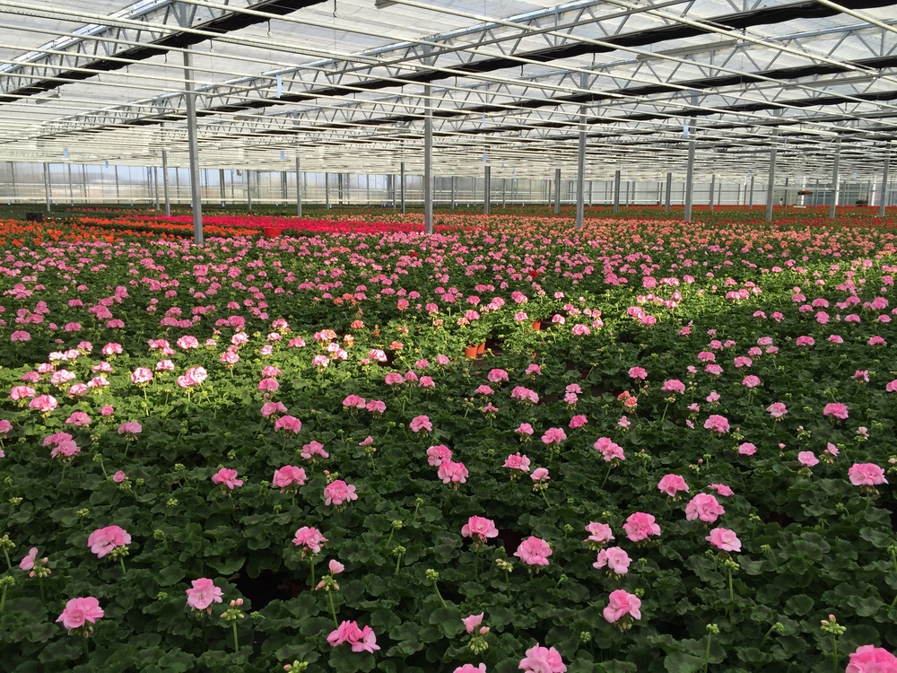 Pelargonium2