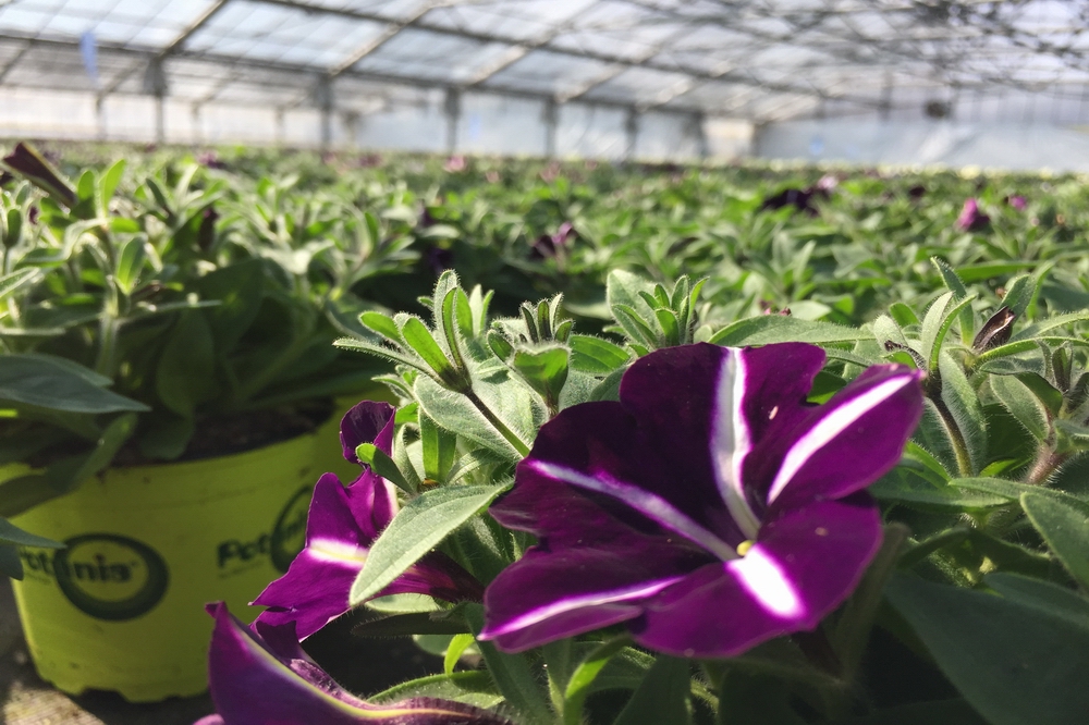 Petunia